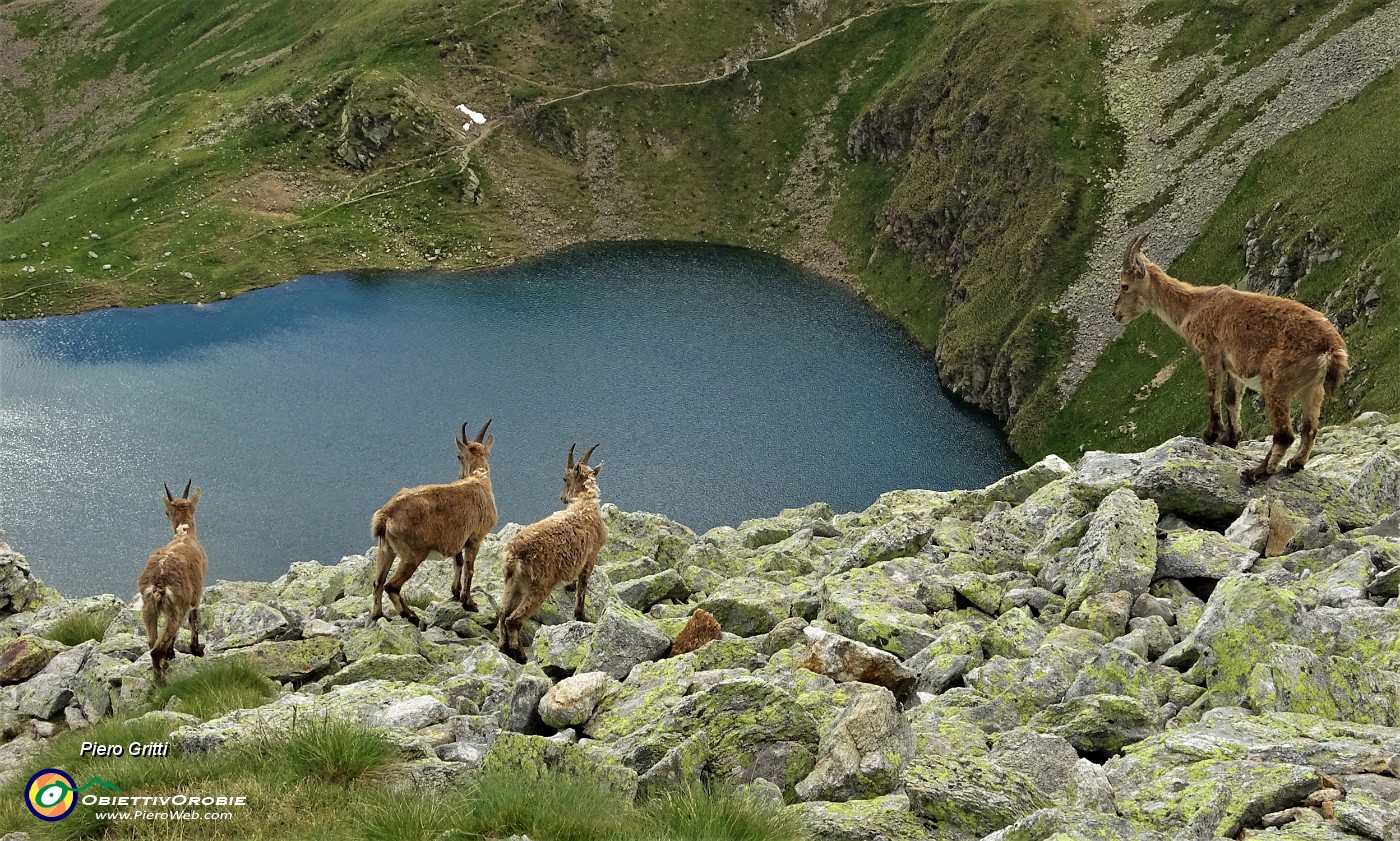 76 Femmine con da sfondo il Lago Moro.JPG